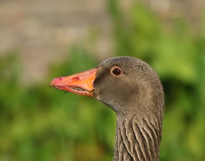 Grauwe Gans - Greylag Goose