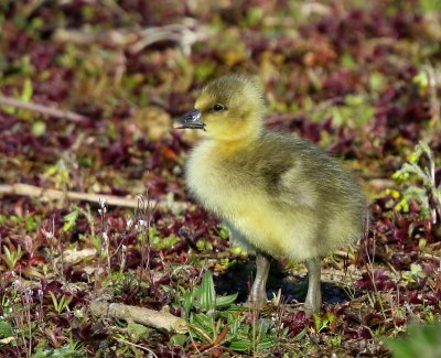 Grauwe Gans - Greylag Goose