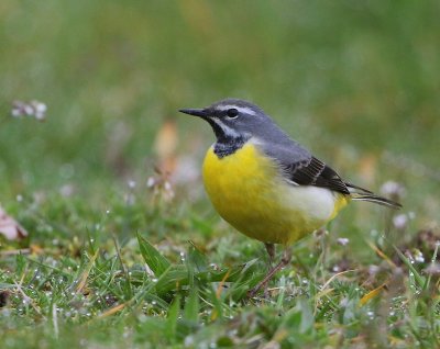 Grote Gele Kwikstaart - Grey Wagtail