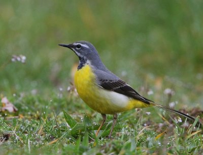 Grote Gele Kwikstaart - Grey Wagtail