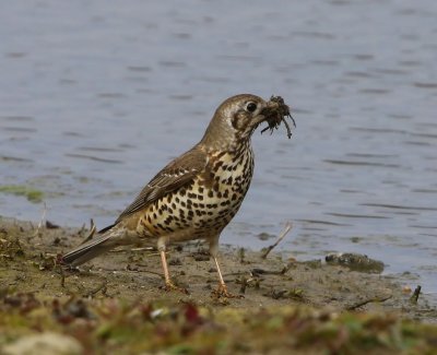 Grote Lijster - Mistle Thrush