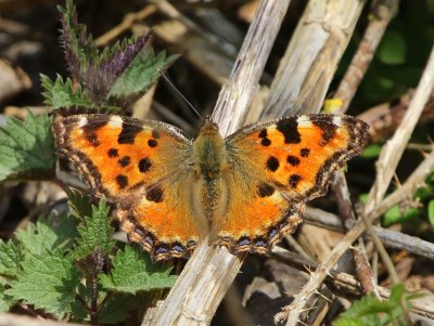 Grote Vos - Tortoiseshell