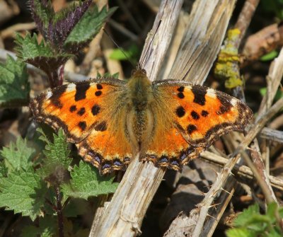 Grote Vos - Tortoiseshell