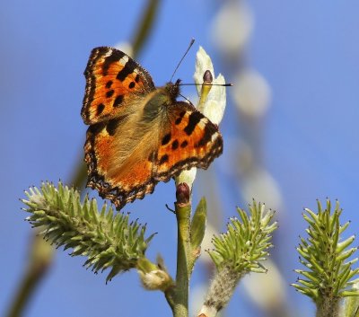 Grote Vos - Tortoiseshell