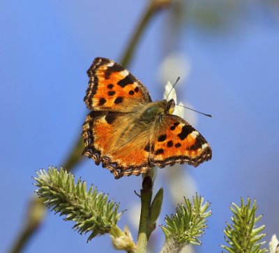 Grote Vos - Tortoiseshell