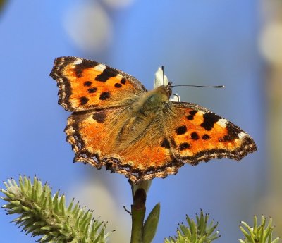 Grote Vos - Tortoiseshell