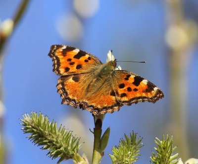 Grote Vos - Tortoiseshell