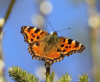 Grote Vos - Tortoiseshell