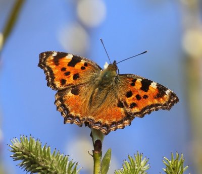 Grote Vos - Tortoiseshell
