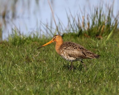 Grutto - Black-tailed Godwit