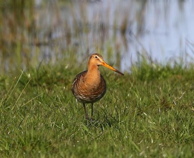 Grutto - Black-tailed Godwit