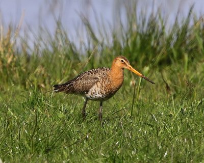 Grutto - Black-tailed Godwit