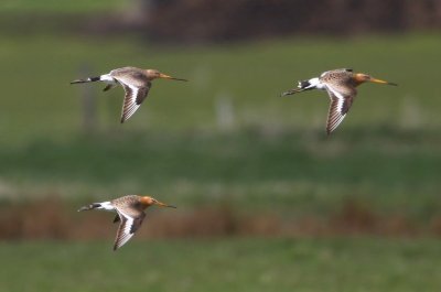 Grutto's - Black-tailed Godwits