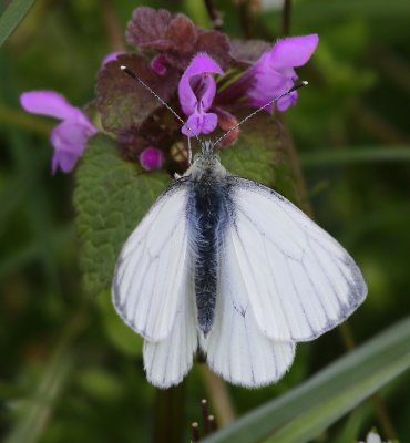 Klein Geaderd Witje - Green-veined White