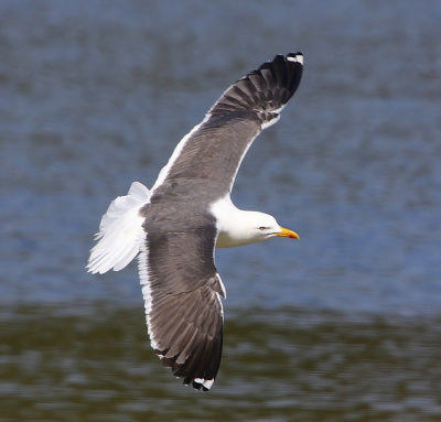 Kleine Mantelmeeuw - Lesser Black-backed Gull