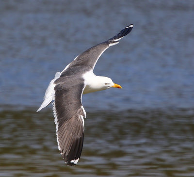Kleine Mantelmeeuw - Lesser Black-backed Gull