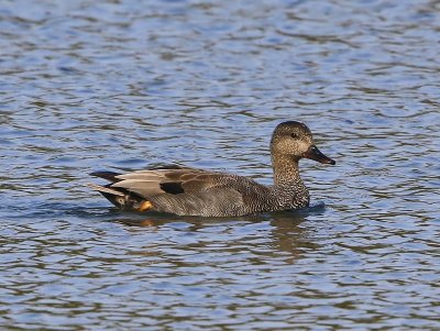 Krakeend - Gadwall
