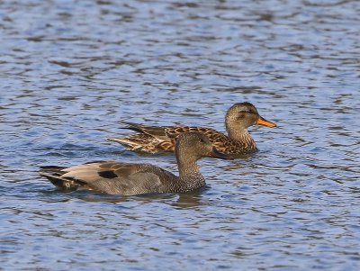 Krakeenden - Gadwalls