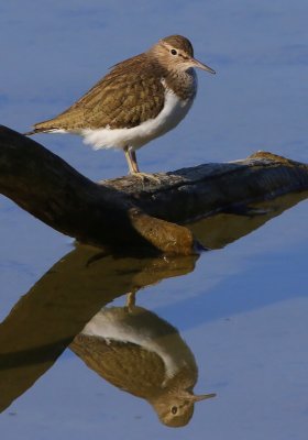 Oeverloper - Common Sandpiper