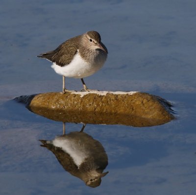 Oeverloper - Common Sandpiper