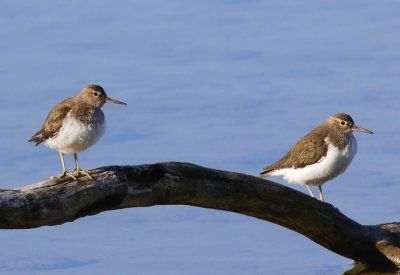 Oeverlopers - Common Sandpipers