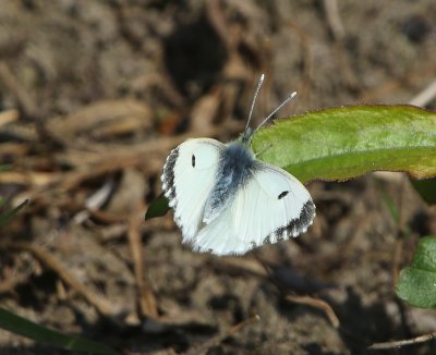 Oranjetipje - Orange Tip