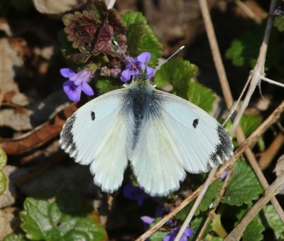 Oranjetipje - Orange Tip