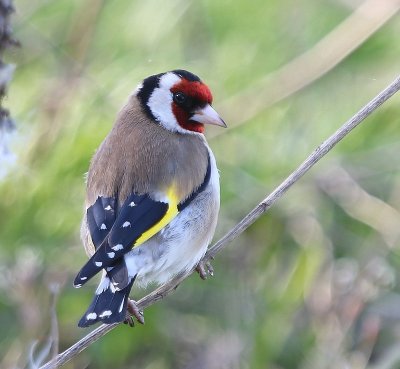 Putter - European Goldfinch
