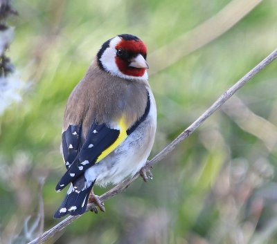Putter - European Goldfinch