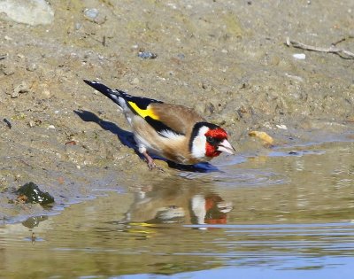 Putter - European Goldfinch