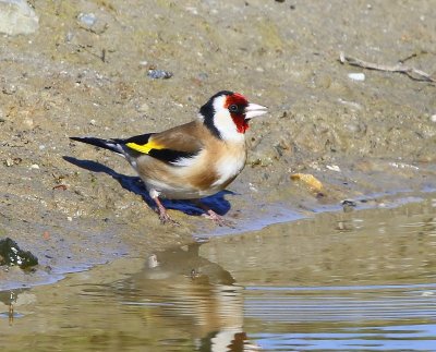 Putter - European Goldfinch