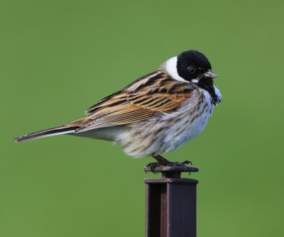 Rietgors - Common Reed Bunting