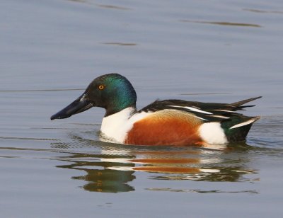 Slobeend - Northern Shoveler