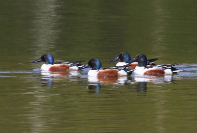 Slobeenden - Northern Shovelers