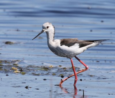 Steltkluut - Black-winged Stilt