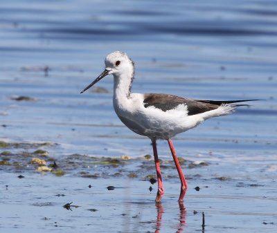 Steltkluut - Black-winged Stilt