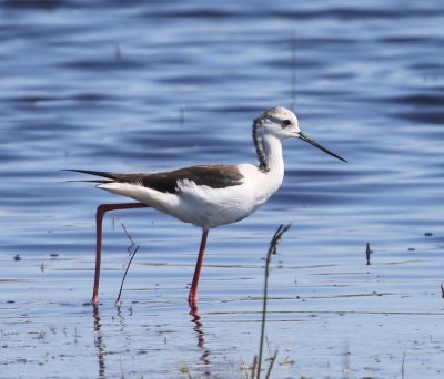 Steltkluut - Black-winged Stilt