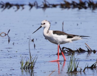 Steltkluut - Black-winged Stilt