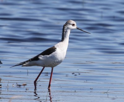 Steltkluut - Black-winged Stilt
