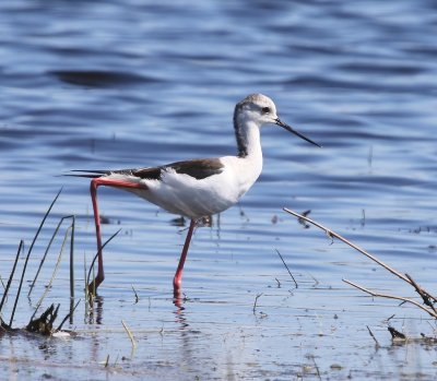 Steltkluut - Black-winged Stilt