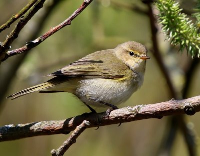 Tjiftjaf - Northern Chiffchaff