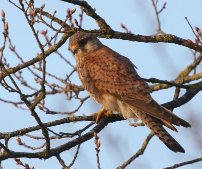 Torenvalk - Common Kestrel