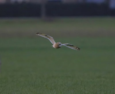 Velduil - Short-eared Owl