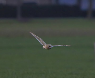 Velduil - Short-eared Owl