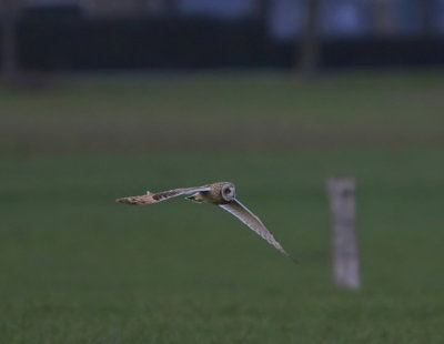 Velduil - Short-eared Owl
