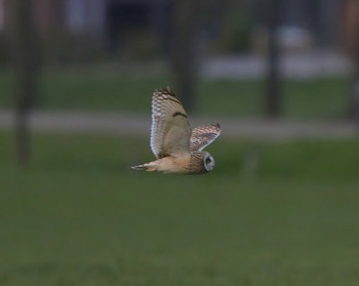 Velduil - Short-eared Owl
