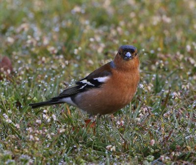 Vink - Common Chaffinch