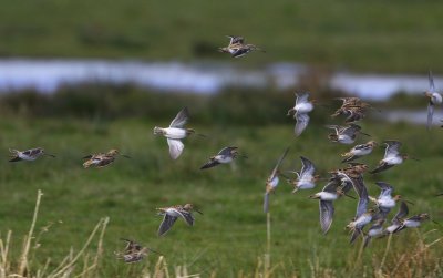 Watersnippen - Common Snipes
