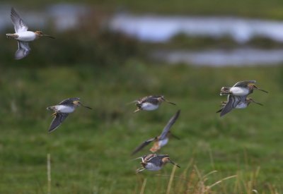 Watersnippen - Common Snipes