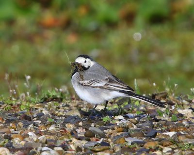 Witte Kwikstaart - White Wagtail